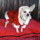 A Merry Doggy Christmas!