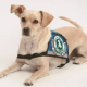 Taxilenker müssen Blindenführhunde befördern: Beförderungspflicht tritt mit Beginn des kommenden Jahres in Kraft