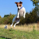 Artgerecht gehaltene Hunde beißen nicht!