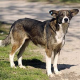 Tierschutz-Etappensieg in Rumänien: Verfassungsgericht verbietet Hundetötungen