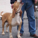Trotz nachgewiesener Verstöße: Tierschützer auf Kreditschädigung verklagt - Hundetrainer wegen Verjährung straffrei
