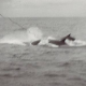 Spendengelder für Delfinrettung nach Fukushima-Katastrophe für Walfang missbraucht?
