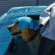 Gefahr Hitzschlag: Hunde nicht im Auto lassen!