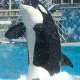 Killer-Wal attackiert Trainer bei Seaworld-Show