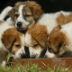 Giardien: Tipps und begleitende Hygienemaßnahmen für Hundehalter