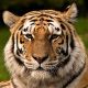 Drama im Kölner Zoo: Tiger tötet Pflegerin - Zoodirektor erschießt Tiger