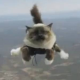 Fallschirmspringende Katzen sorgen für Aufregung