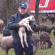 Tierrettung am Ostersonntag: Feuerwehr rettet Schafe vor Hochwasser