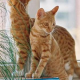 Freilaufkatzen: Nachbartiere auf Abstand halten