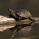 Welt-Schildkröten-Tag: Viele Arten gefährdet - Haustiere brauchen Pflege