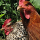 Unfassbar: Tierquäler verbrennen Hühner und Hahn