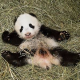 Pandabub heißt Fu Bao