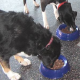 Fütterungstipps für Hunde- und Katzenhalter