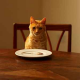 Wie wichtig die richtige Katzenernährung ist