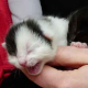 Weltkatzentag 8. August: Kastrations- und Registrierungspflicht gefordert