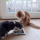 Smarte Tierhaltung: Nützliche Apps für Katzenfreunde