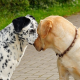 Sicher unterwegs: Hundeversicherung für den vierbeinigen Begleiter