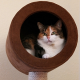 Unterhaltungsprogramm für Katzen: So fühlen sich Hauskatzen wohl