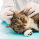 Ohrräude: Parasitenbefall bei Katzen