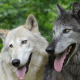 Mythos vom toleranten Hund und aggressiven Wolf widerlegt