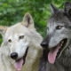 Mythos vom toleranten Hund und aggressiven Wolf widerlegt