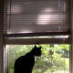 Verhängnisvoller Instinkt: Offene Fenster können für Katzen lebensgefährlich sein