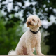 Hunde scheren: Tipps für die richtige Hundeschur