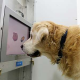 Hirntraining für alte Hunde: Ist Spielen am Touchscreen das „Sudoku“ der Vierbeiner?
