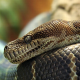 Schlangen im Haus: Mietrecht bei Exoten