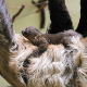Doppelter Zuwachs an exotischen Tierbabys in Herberstein