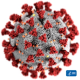 Coronavirus: Mutmaßlich erster Fall von Ansteckung von Mensch zu Tier