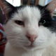 Ist Ihre Katze älter als 7 Jahre? So finden Sie die richtige Versicherung!