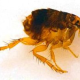 Parasiten bei Haustieren: Flöhe