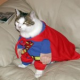 Ein Fall für Supercat