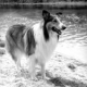 Hollywood Dog Report: Lassie