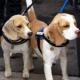 Hörsinn, Sehsinn und Geruchssinn des Hundes