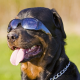 Sonnenbrillen für den Hund