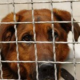 Gerettet aus der Hundehölle in Apulien