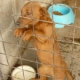 Hundehölle Apulien: Eine Schande für Europa