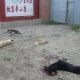 Massentötung von Hunden anläßlich des chinesischen Nationalfeiertages