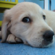 Wer ist besser: Katze oder Hund?