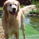 Golden Retriever von Unbekannten brutal stranguliert
