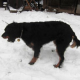 Pfotenpflege schützt Hunde bei Eis und Schnee
