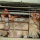 VIER PFOTEN deckt illegale Hühnerbatterie auf: Ekelerregende Zustände in Wiener Neustadt