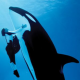 Seaworld Orlando: Orcabulle “Tilikum” tötet Trainerin während Show