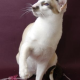 Internationale Katzenausstellung “Spirit of Cats”