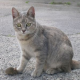 Küchen-Knigge für Katzen