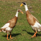 Ente lebendig begraben – Wer tut so was?