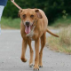 Arthrose beim Hund – Wenn die Gelenke nicht mehr mitspielen