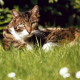 Impfung – Erfolgreicher Start in ein unbeschwertes Katzenleben